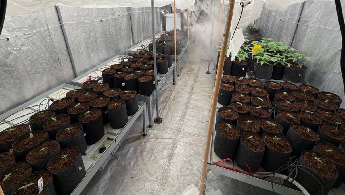 Planting Mother plants 