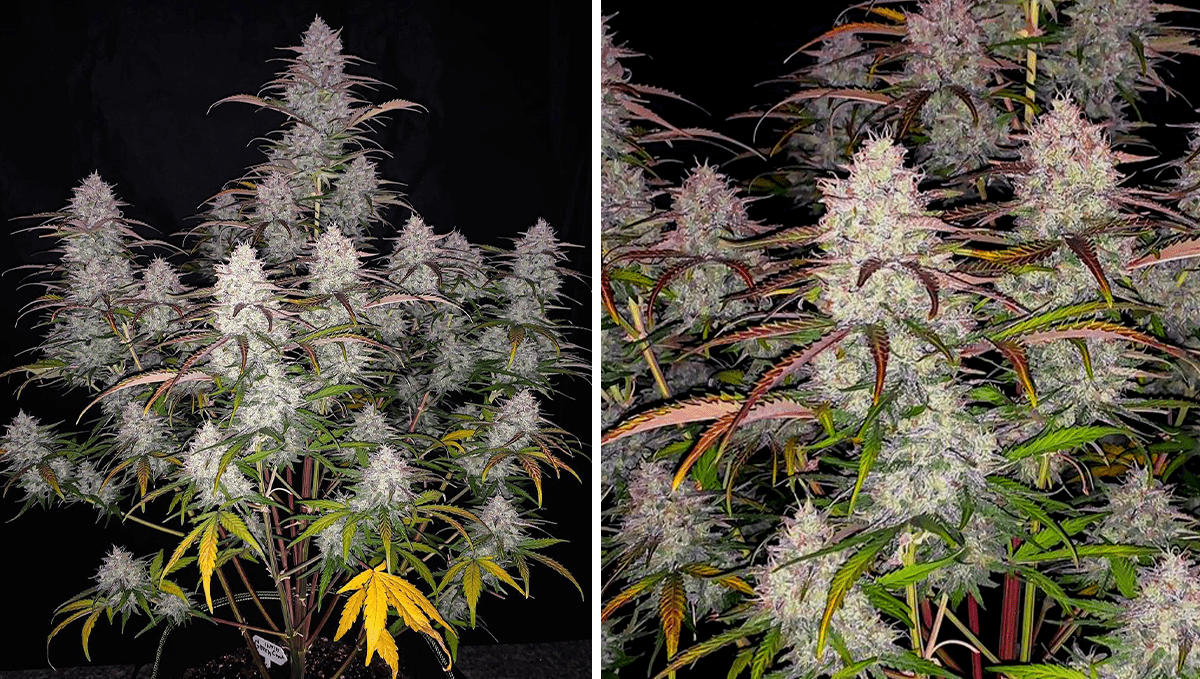 Top 5 der besten autoflowering Sorten für Konzentration: Green Crack Auto Top 5 der besten autoflowering Sorten für Konzentration: Green Crack Auto