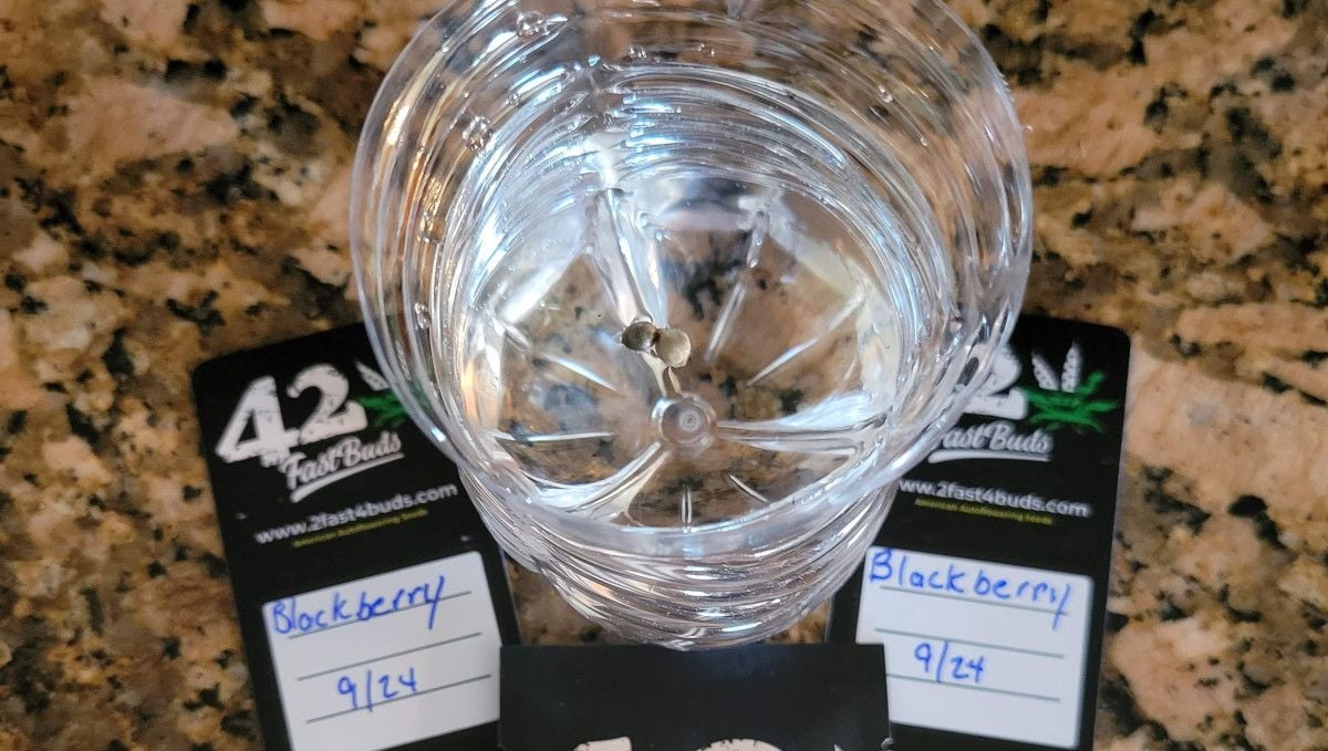 Blackberry Auto cannabis strain: germination and seedling stage | week 1 | two seeds floating in a glass