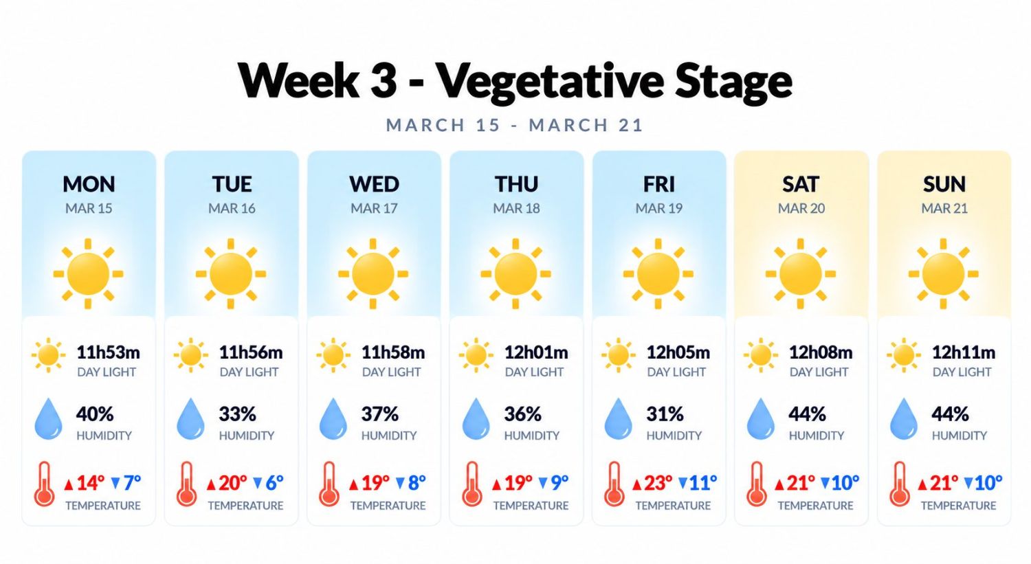 Growing cannabis outdoors in Italy: week 3 of the vegetative stage