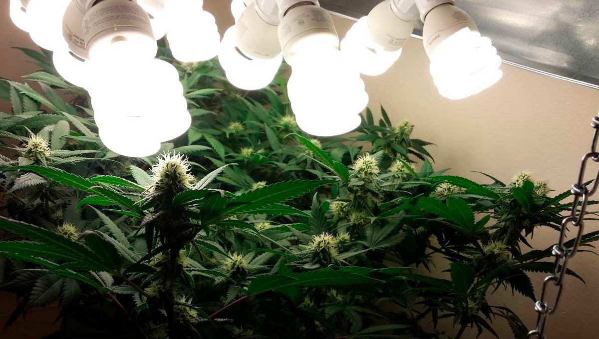 The best lighting for autoflower cannabis: CFLs The best lighting for autoflower cannabis: CFLs