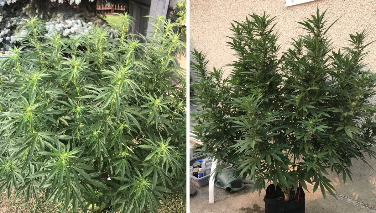 Gorilla Cookies FF cannabis strain: early flower | an outdoor plant in a pot stretching and forming the first buds