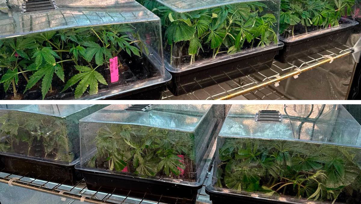 cover_96.jpg Clones after 8 days