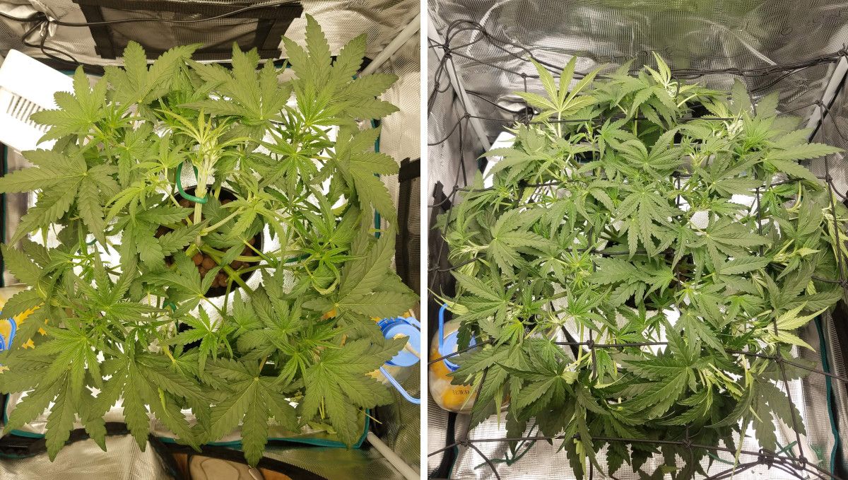 Pineapple Express Auto cannabis strain: transition (pre-flower) | week 5 | an indoor autoflower LSTd and defoliated