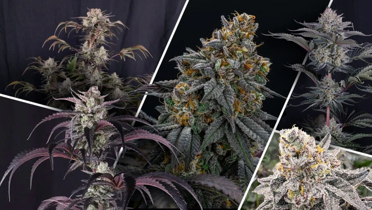 Τι Κάνει Μια Ποικιλία με Υψηλό THC Εξαιρετική; Τι Κάνει Μια Ποικιλία με Υψηλό THC Εξαιρετική;