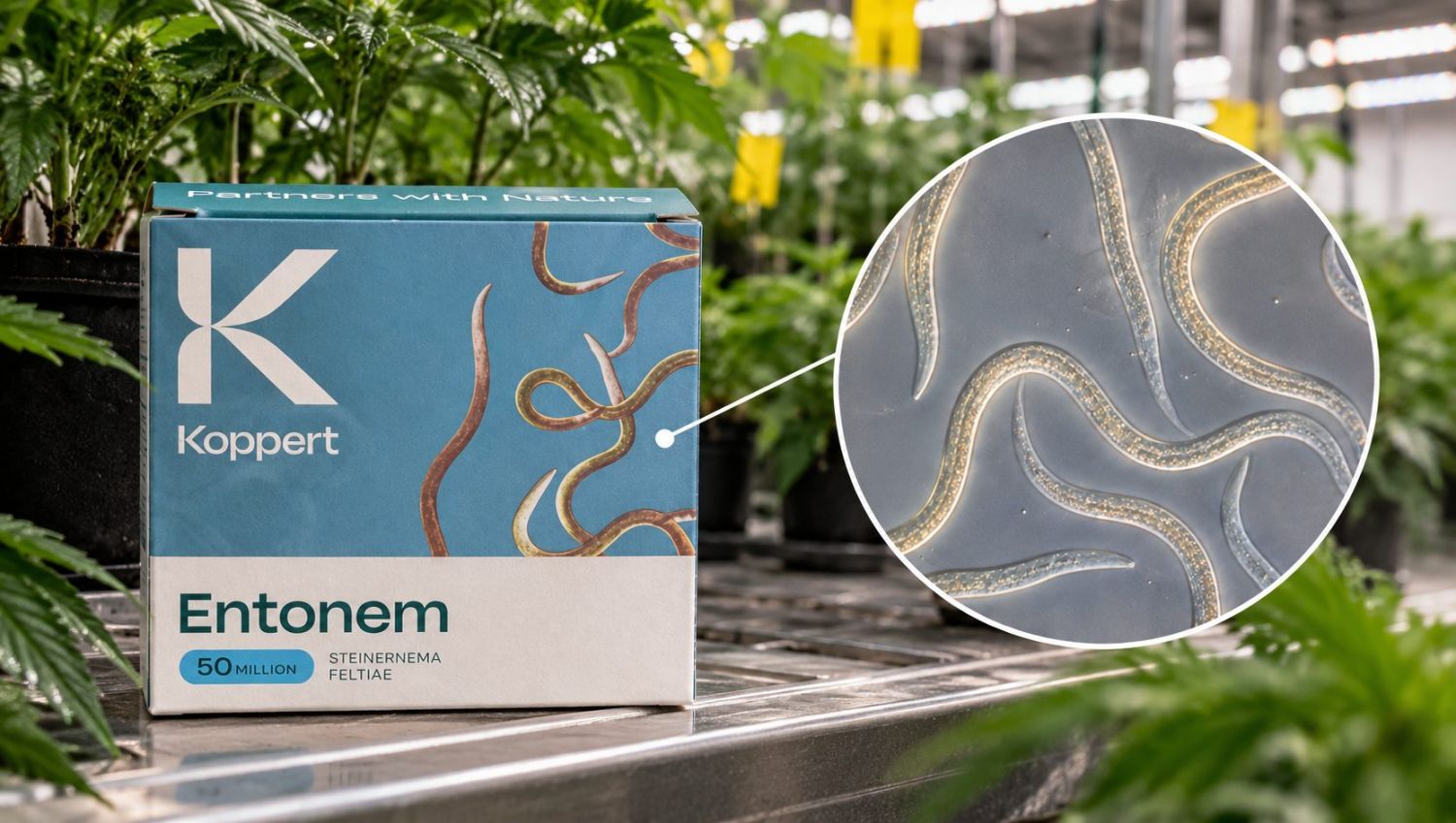 Koppert Entonem_ Nature’s Nematode Partners.png Nemathodes