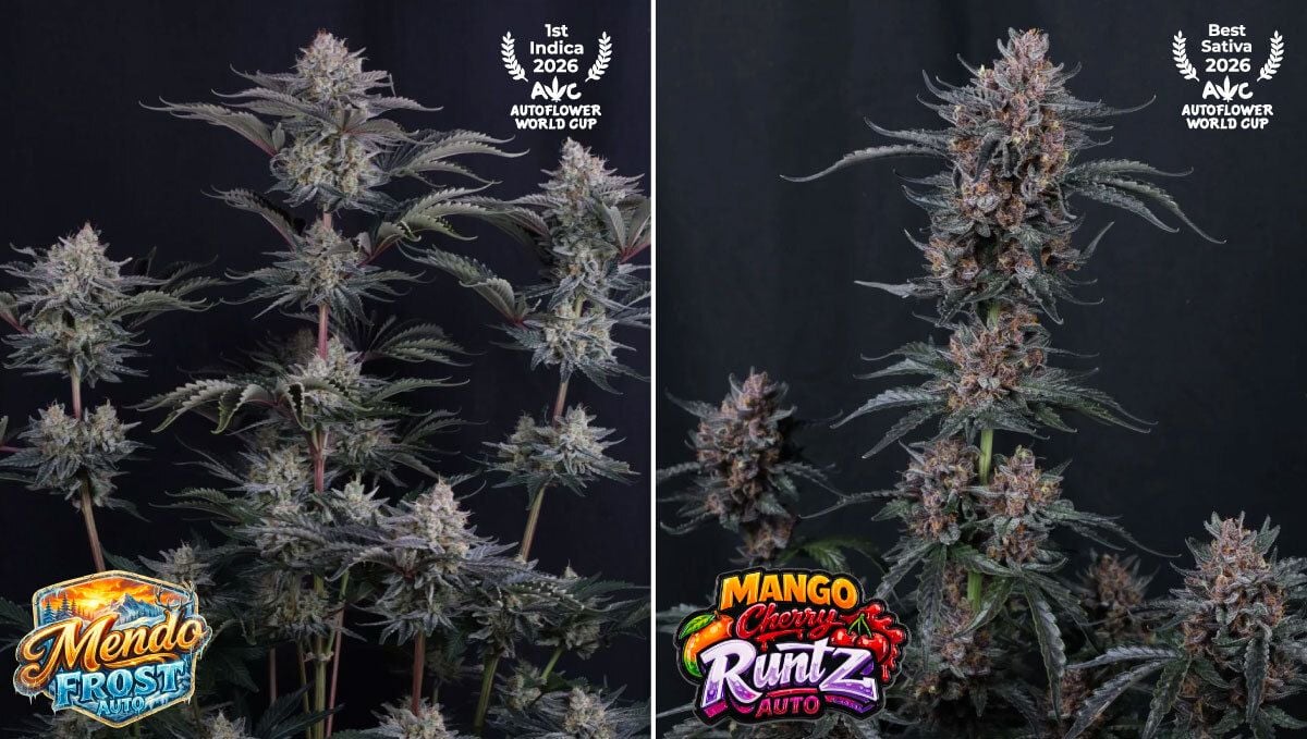 Collage2 (2).jpg Mendo Frost Auto, Mango Cherry Runtz, Strawberry Gorilla Auto