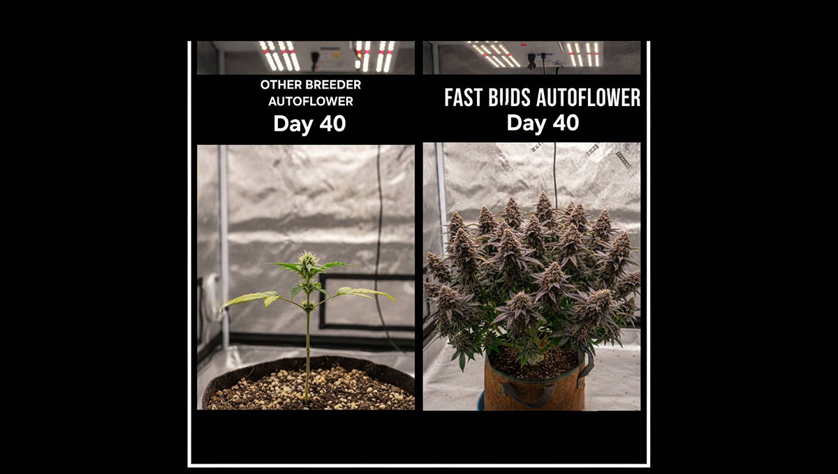 cov60.png Смешен мем за почитување на сообраќајните знаци кај одгледувачите на канабис.