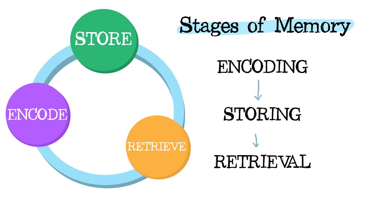 Does Cannabis Cause Memory Loss? – Three stages of memory: encoding, storing, retrieval