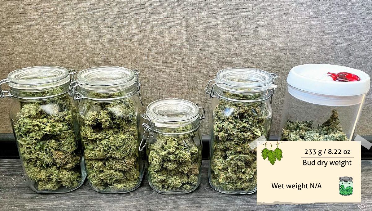 Gorilla Auto Cannabis Strain Week-by-Week Guide: Five mason jars with marijuana buds Gorilla Auto Cannabis Strain Week-by-Week Guide: Five mason jars with marijuana buds
