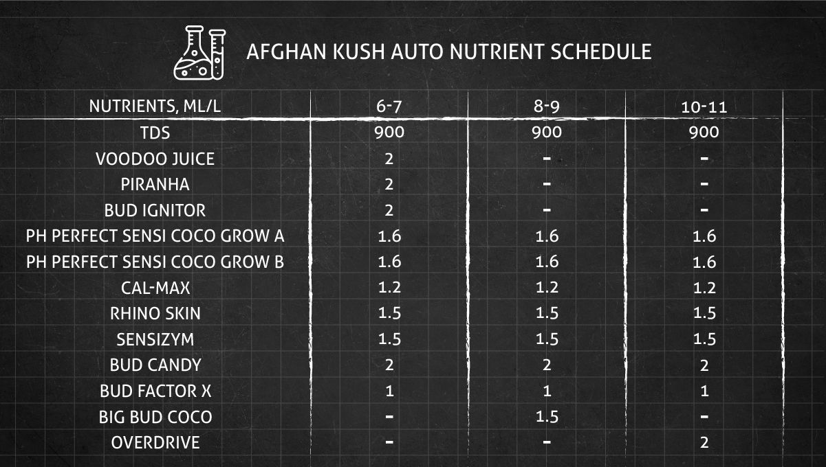 Auto Afghan Kush cannabis strain: nutrient schedule for different stages of flowering Auto Afghan Kush cannabis strain: nutrient schedule for different stages of flowering