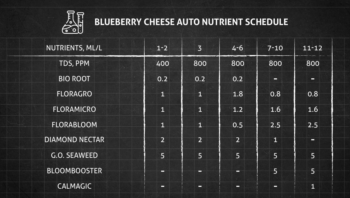 Blueberry Cheese Auto cannabis strain: feeding chart for the vegetative and flowering stages Blueberry Cheese Auto cannabis strain: feeding chart for the vegetative and flowering stages