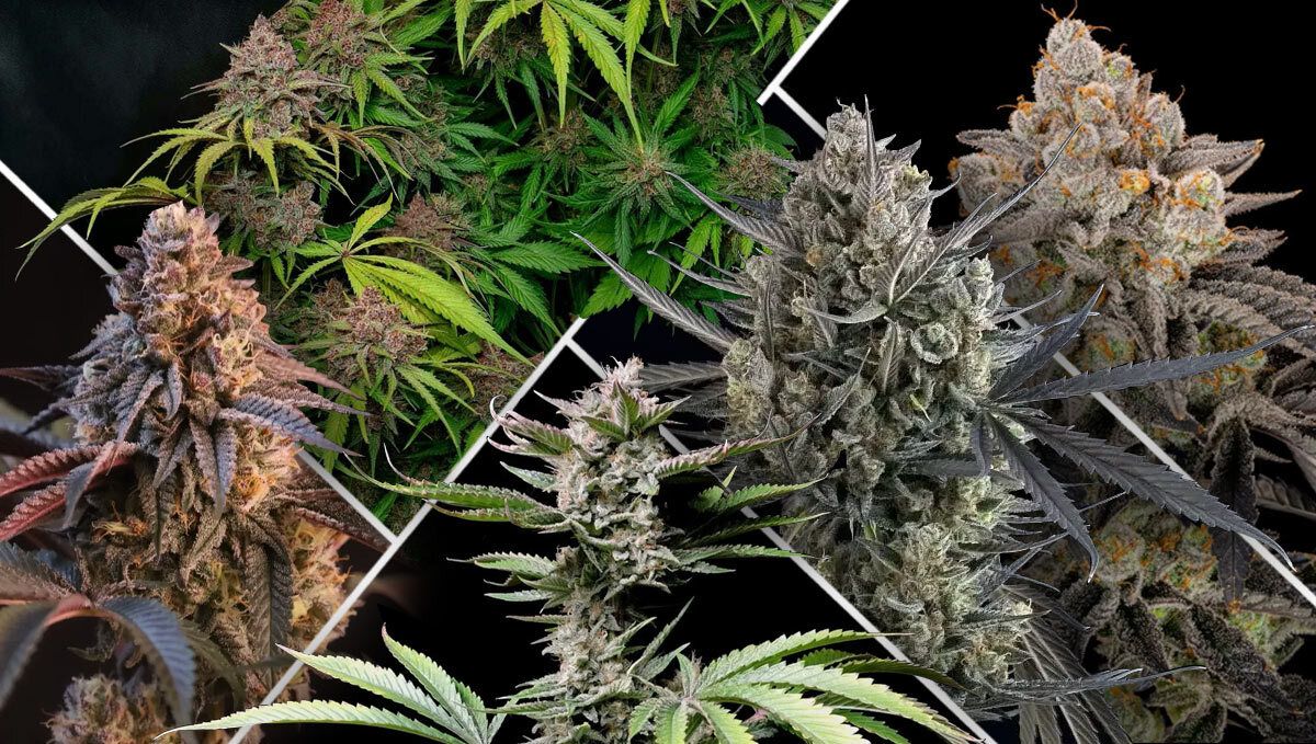 What Makes A Daily Smoke Strain Great?