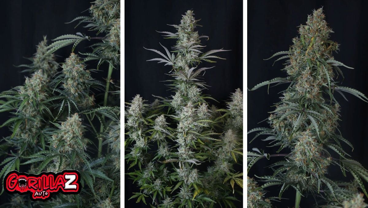 4 (2).jpg gorilla z