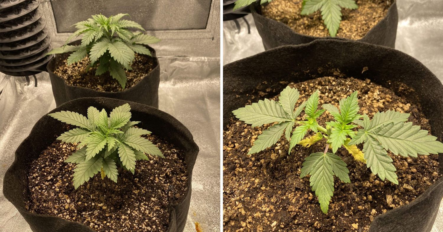 Power plant cannabis week-by-week guide: vegetative week 2