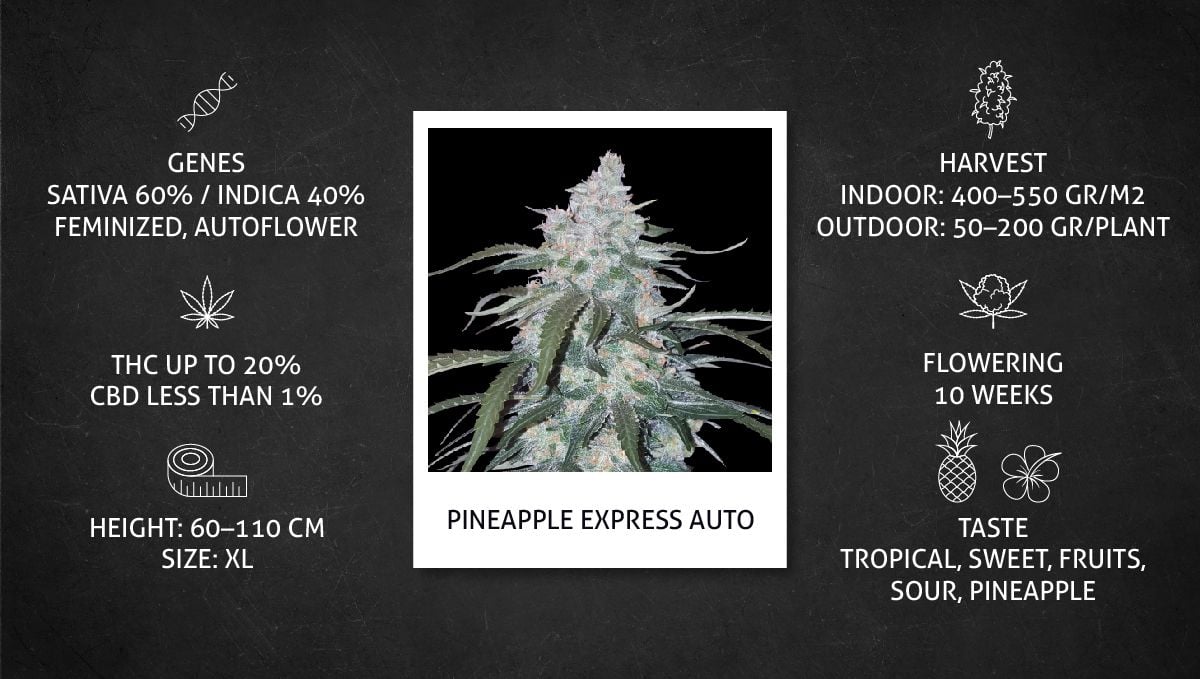 Pineapple Express Auto cannabis strain: datasheet
