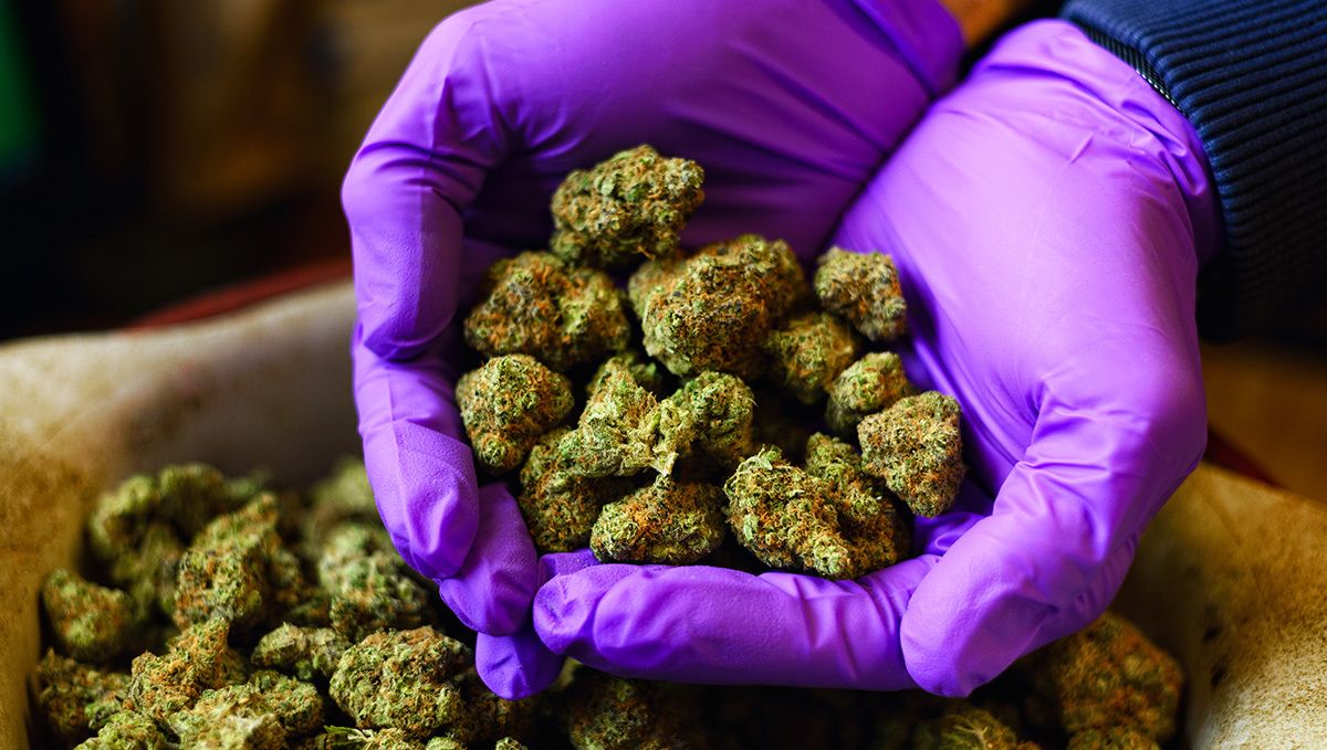 How Much is a Half Ounce of Weed? The Complete Weed Price Breakdown: A person's hands in medical gloves holding a handful of dry, beautifully trimmed buds How Much is a Half Ounce of Weed? The Complete Weed Price Breakdown: A person's hands in medical gloves holding a handful of dry, beautifully trimmed buds