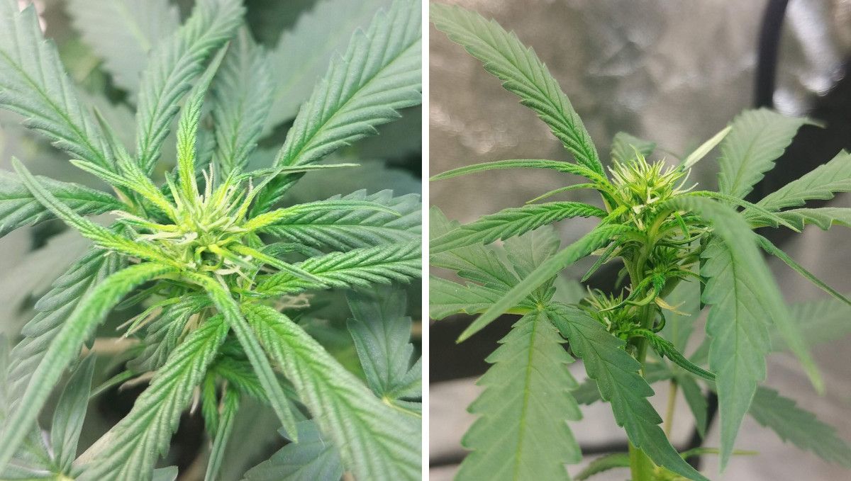 Auto Mazar cannabis strain: transition (pre-flower) | week 5 | closeups of the tops of a marijuana plant with the first pistils forming