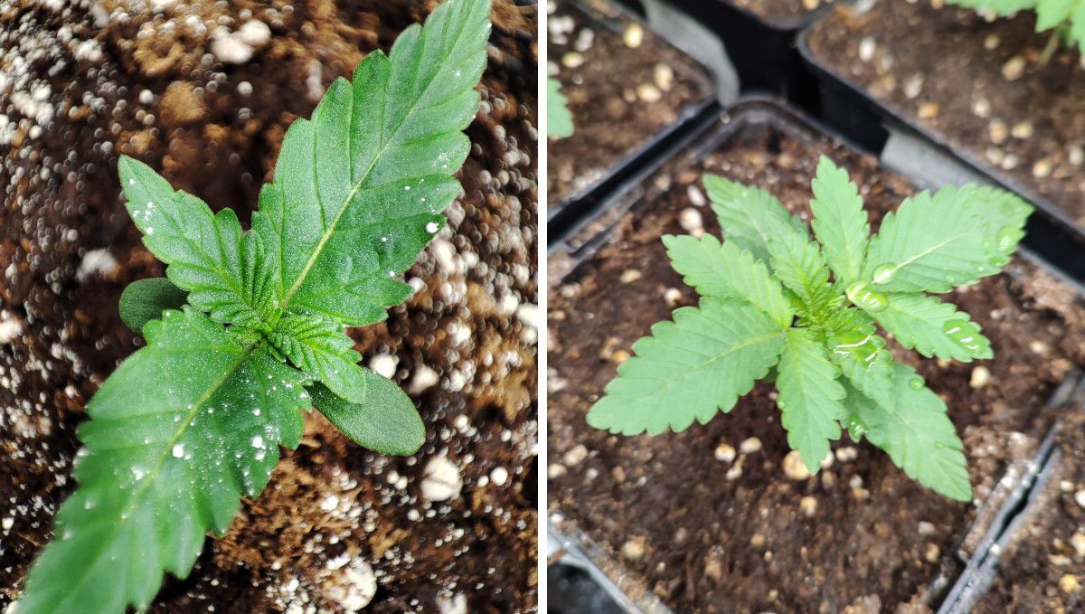 Orange Sherbet FF cannabis strain: early veg | week 2 | progress through the second week