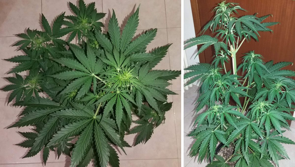 Californian Snow Auto cannabis strain: transition (pre-flower) | week 5 | a tallish but bushy autoflower starting to form the first buds