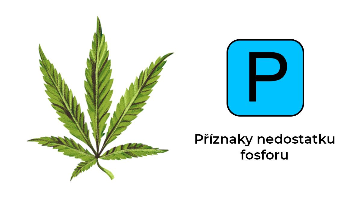 Nedostatek živin v konopí: fosfor Nedostatek živin v konopí: fosfor