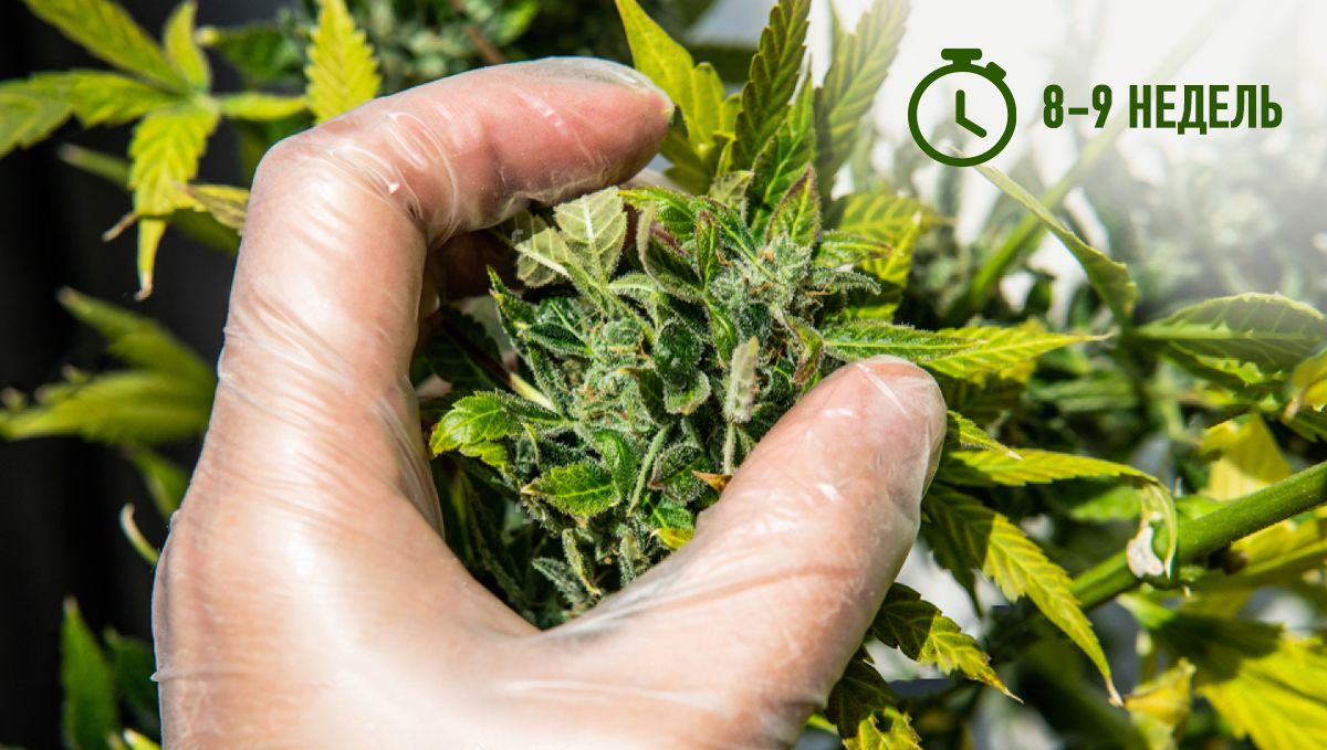 2.jpg Harvest Your Autoflowering Cannabis: breeder's schedule