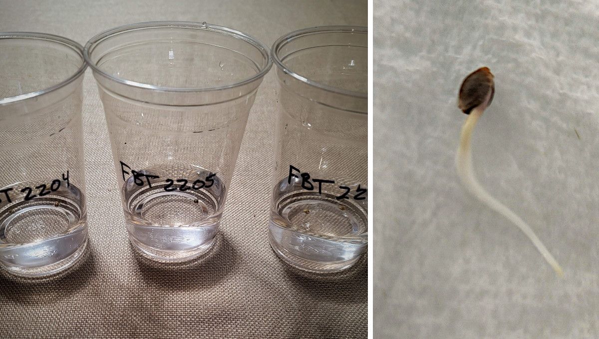 Gorilla Z Auto cannabis strain: germination and seedling stage | week 1 | seeds pre-soaked in glasses and a germinated seed with a long taproot Gorilla Z Auto cannabis strain: germination and seedling stage | week 1 | seeds pre-soaked in glasses and a germinated seed with a long taproot