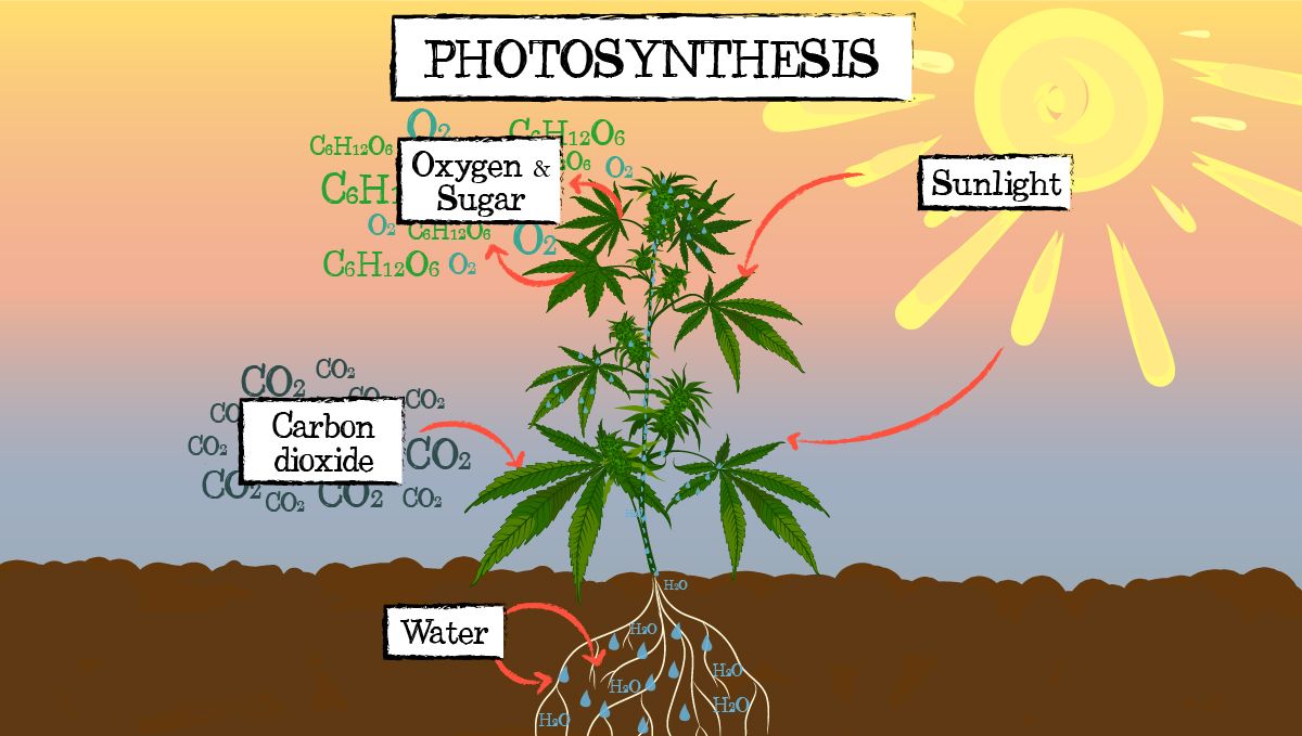 Can Sugar Improve Your Cannabis Plant Growth? - A schematic drawing showing a cannabis plant engaged in the process of photosynthesis