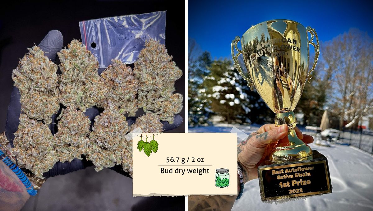 Strawberry Gorilla Auto Cannabissorte: Ertrag | Ein Bündel schöner Marihuanaknospen auf einer behandschuhten Hand und ein Autoflower Cup. Strawberry Gorilla Auto Cannabissorte: Ertrag | Ein Bündel schöner Marihuanaknospen auf einer behandschuhten Hand und ein Autoflower Cup.