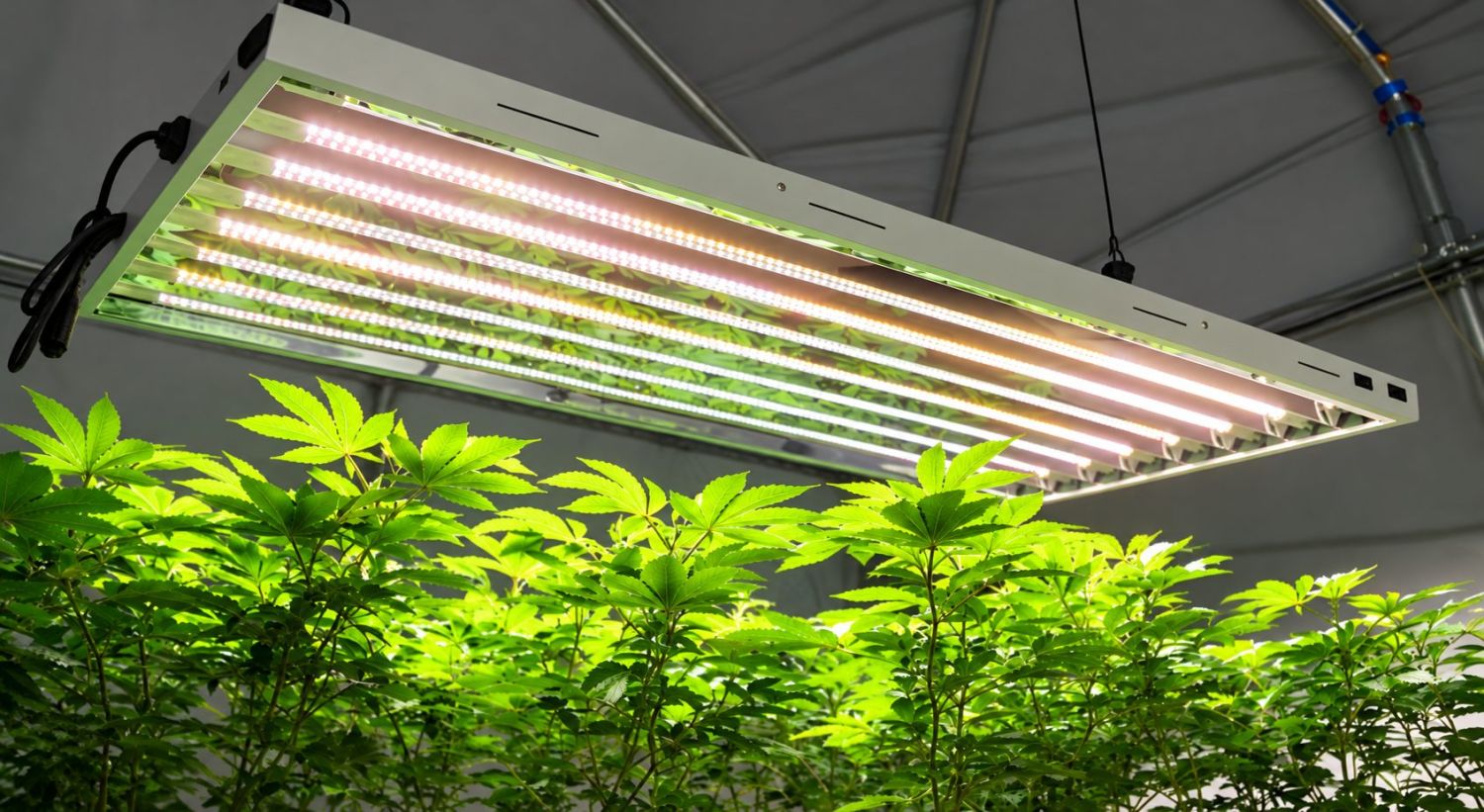 你可以用CFL种自动开花吗：荧光灯类型
