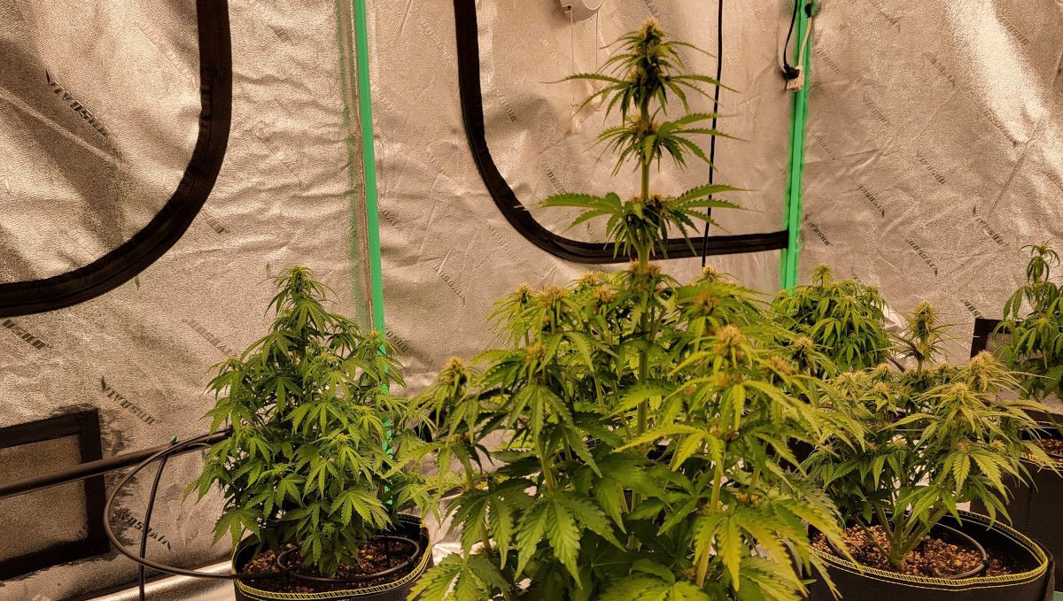 Gorilla Punch Auto cannabis strain: early flower | weeks 6-7 | several indoor plants in a SOG setup Gorilla Punch Auto cannabis strain: early flower | weeks 6-7 | several indoor plants in a SOG setup