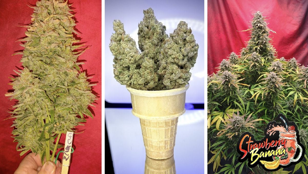 strawberry banana auto