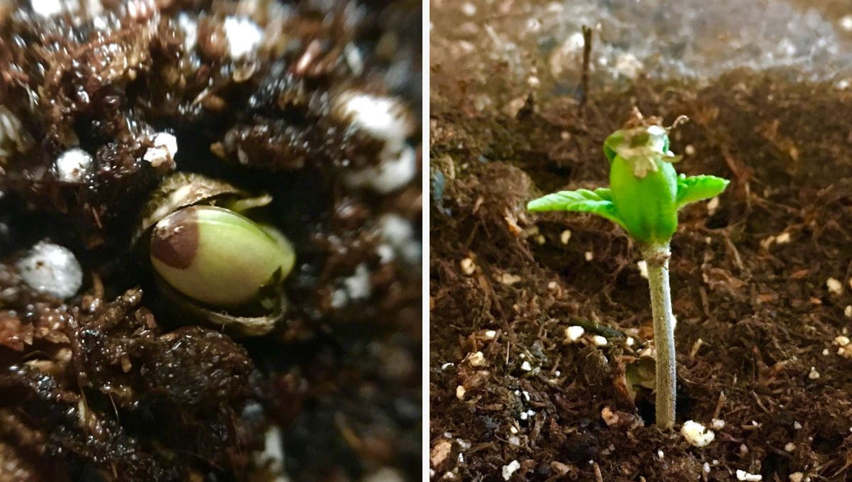 Blueberry Cheese Auto cannabis strain: germination and seedling stage | week 1 | a sprout emerging from moist medium and loosing its hull in the process Blueberry Cheese Auto cannabis strain: germination and seedling stage | week 1 | a sprout emerging from moist medium and loosing its hull in the process