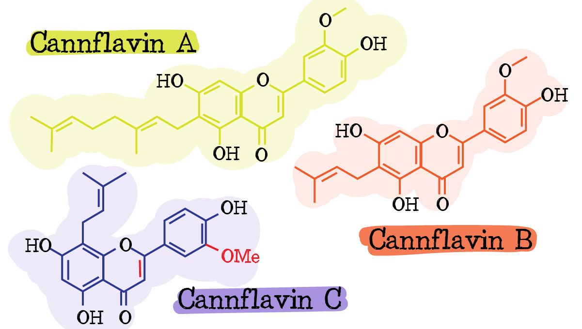 Flavonoids in cannabis: cannflavins Flavonoids in cannabis: cannflavins