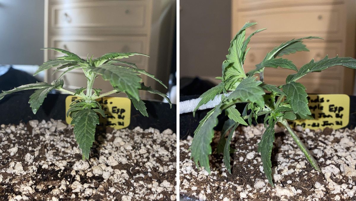 Pineapple Express Auto cannabis strain: mid veg | weeks 3-4 | a young autoflower tied down for the first time