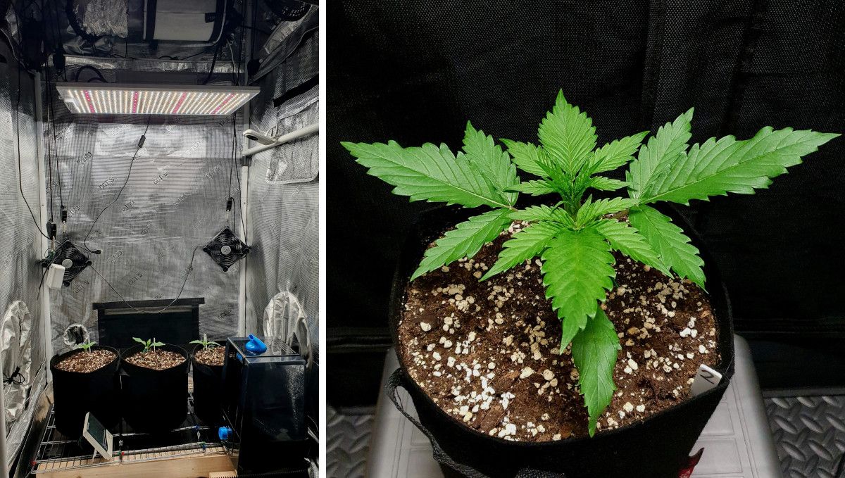 Tropicana Cookies FF cannabis strain: early veg | week 2 | three young weed plants in a tent under a LED and a closer shot of one of them Tropicana Cookies FF cannabis strain: early veg | week 2 | three young weed plants in a tent under a LED and a closer shot of one of them
