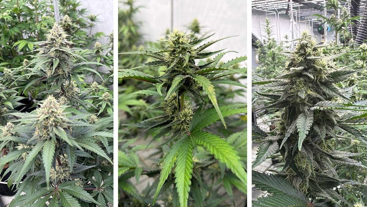 Plants Developing at Different Rates