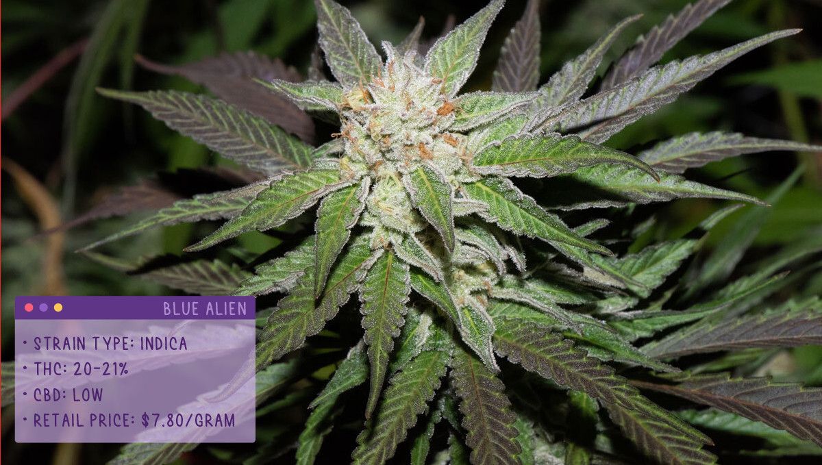22 Best Weed Strains to Try in 2022: Blue Alien