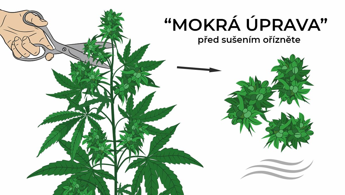 Jak sušit konopí: mokré stříhání