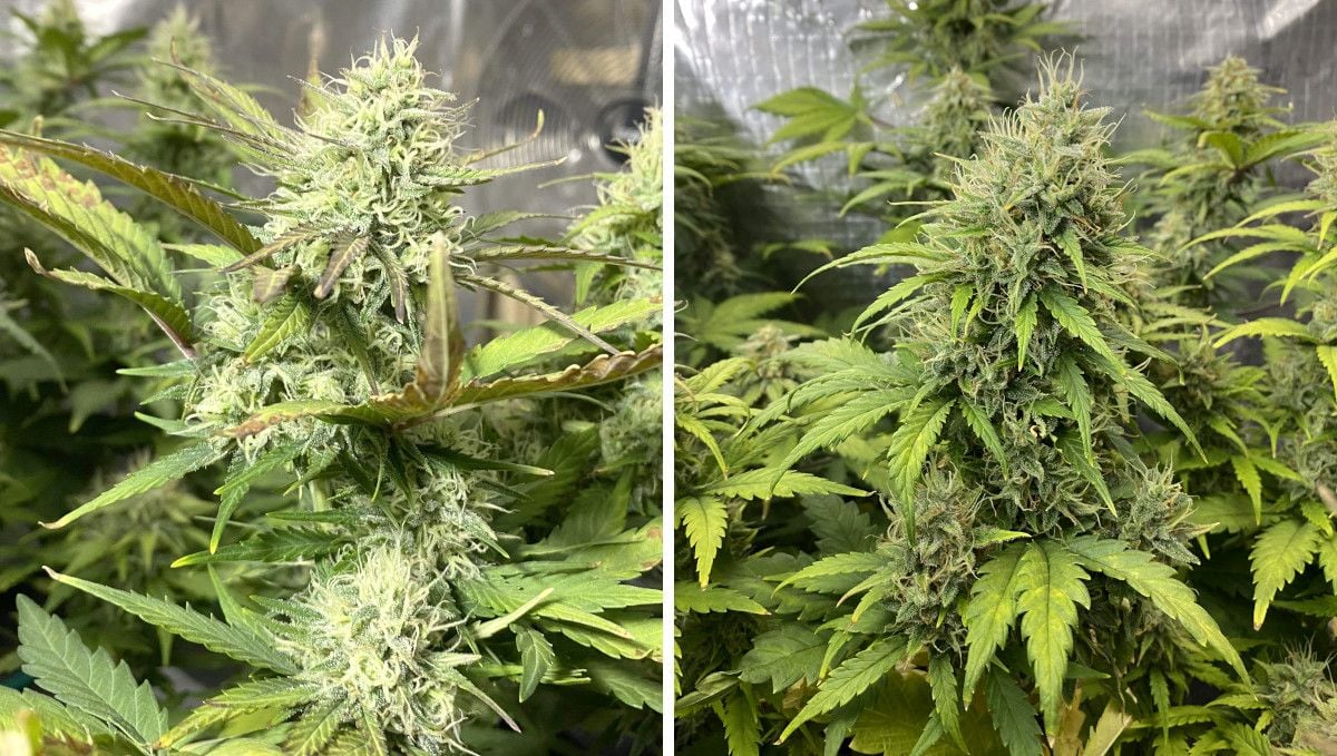 Tangie Auto cannabis strain: mid flower (bulk phase) | weeks 8-9 Tangie Auto cannabis strain: mid flower (bulk phase) | weeks 8-9