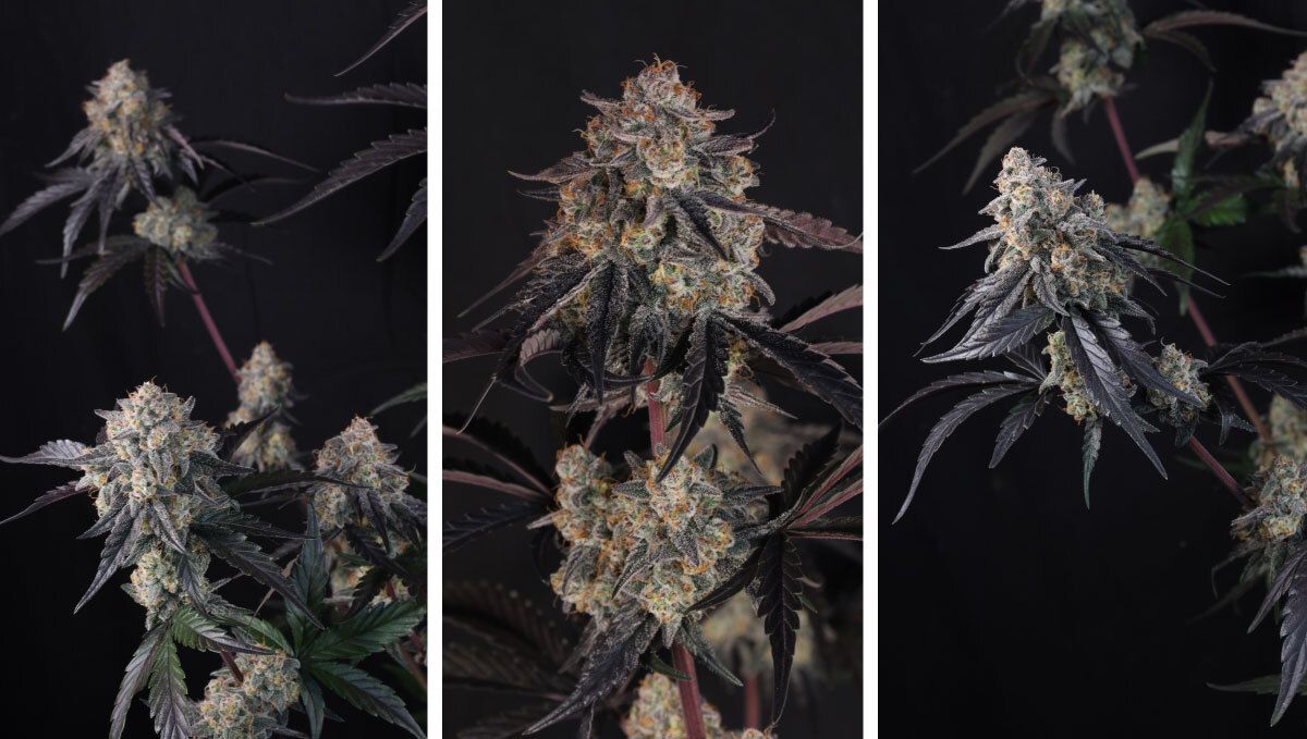 lemon cherry sundae auto