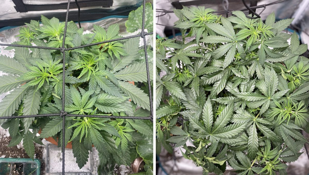 Wedding Cheesecake FF cannabis strain: mid veg | weeks 3-6 | a short, bushy indoor plant in ScrOG