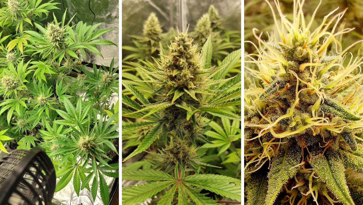 Purple Lemonade FF cannabis strain: mid flower (bulk phase) | weeks 10-11 | buds stacking up and maturing Purple Lemonade FF cannabis strain: mid flower (bulk phase) | weeks 10-11 | buds stacking up and maturing