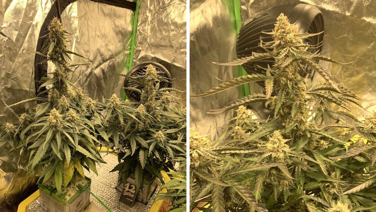 Six Shooter Auto cannabis strain: mid flower (bulk phase) | weeks 8-9 | autoflowers growing in DWC Six Shooter Auto cannabis strain: mid flower (bulk phase) | weeks 8-9 | autoflowers growing in DWC