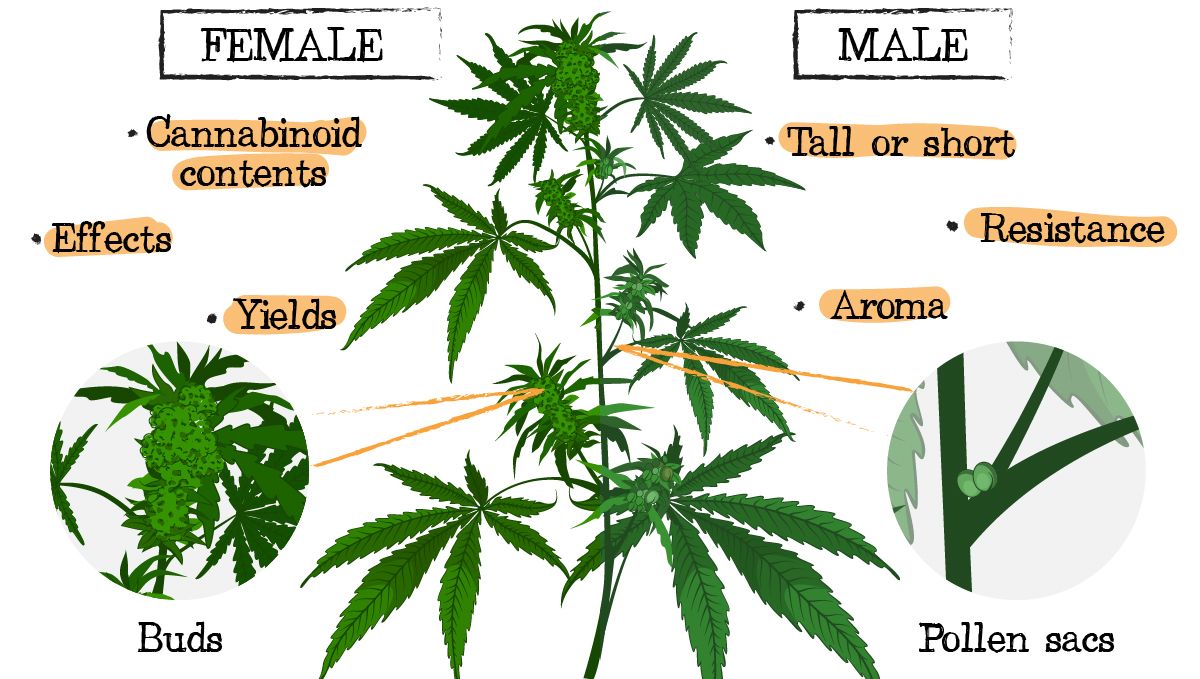 Cannabis breeding: selecting male and female plants Cannabis breeding: selecting male and female plants