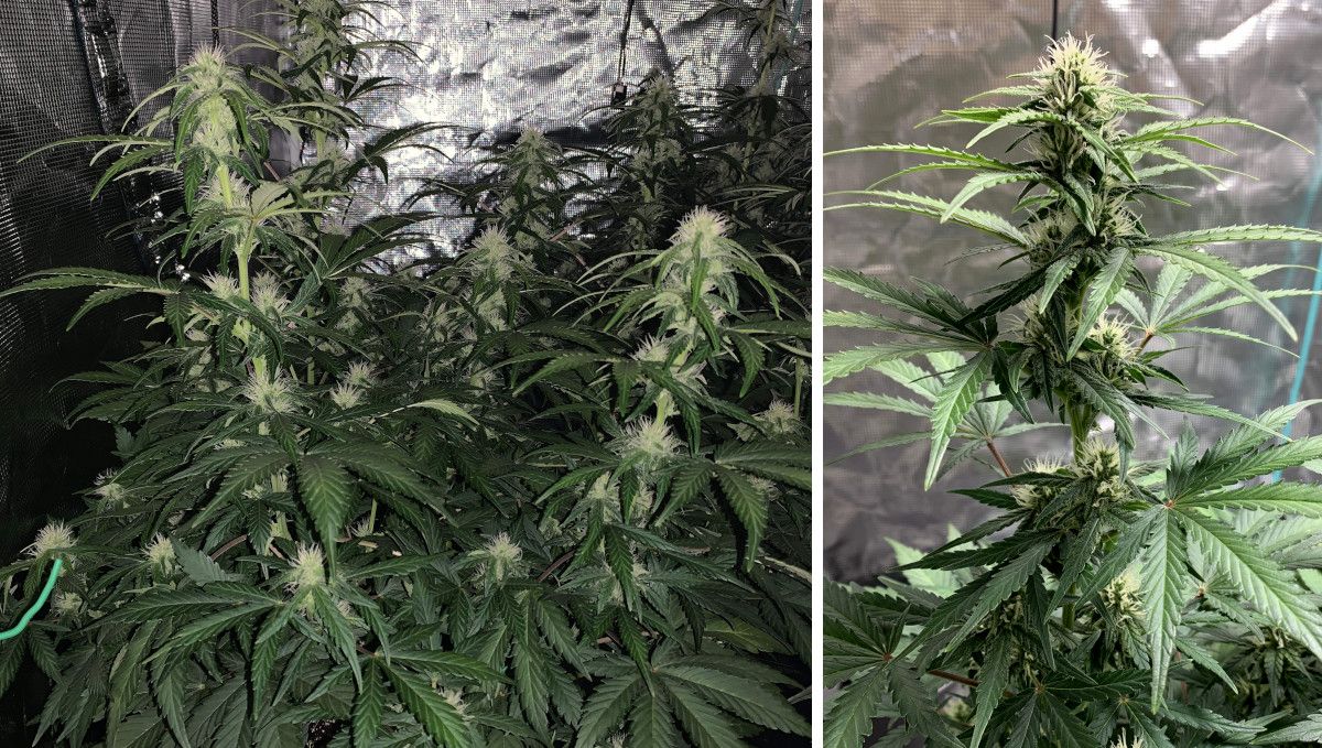 Z Auto Cannabis Strain Week-by-Week Guide: An autoflower in the early stages of flowering standing in a grow tent and a close-up of one flowering top with lots of white pistils