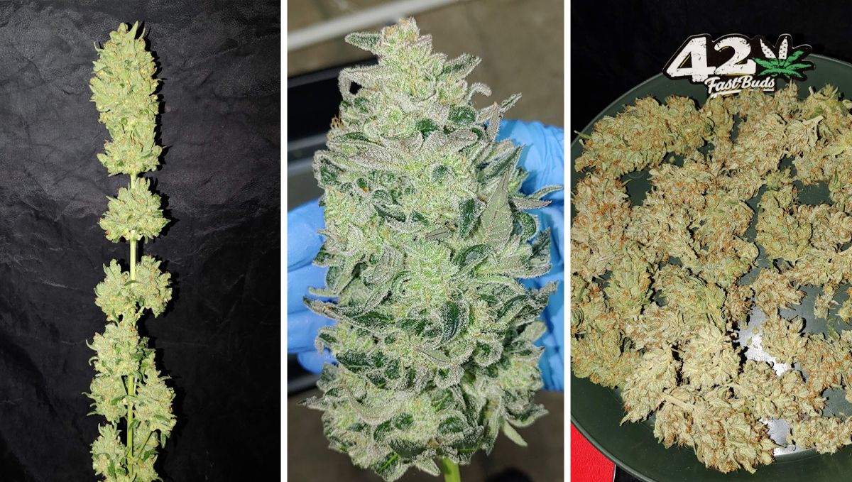 The ultimate guide to growing autoflowering cannabis: Harvesting techniques The ultimate guide to growing autoflowering cannabis: Harvesting techniques