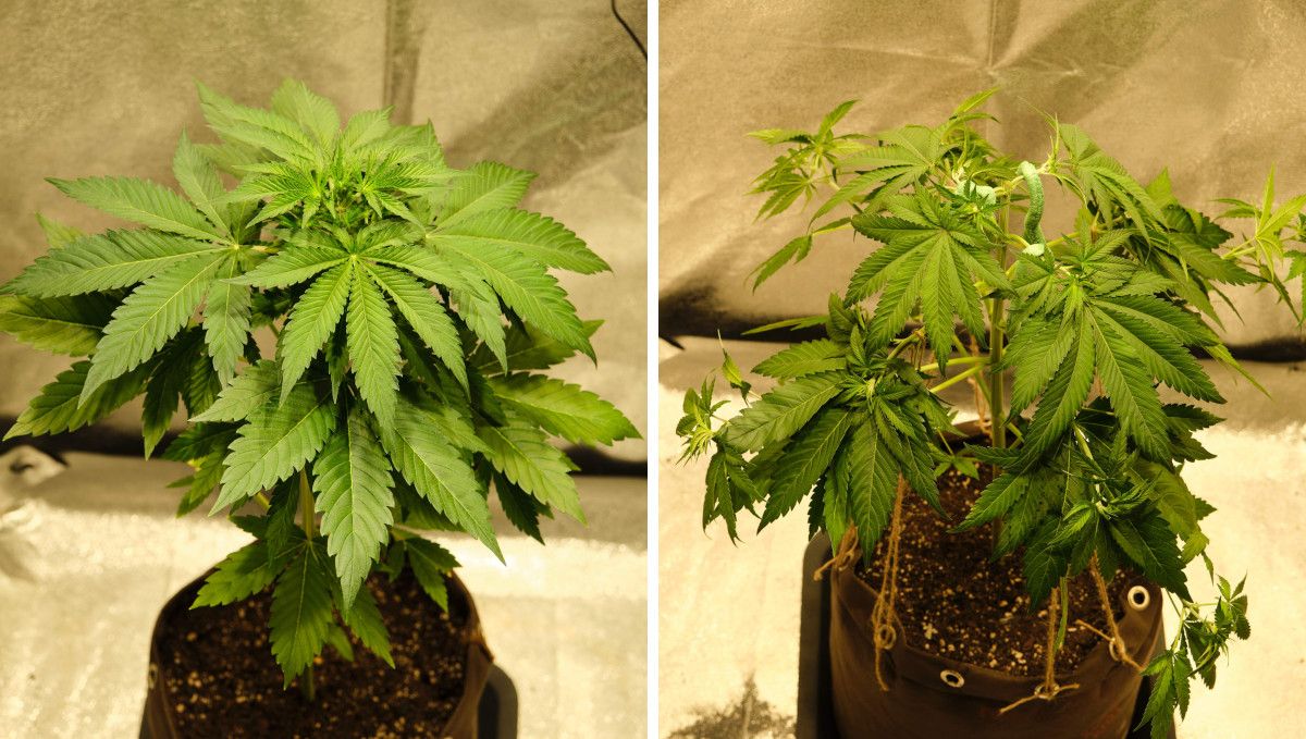 Orange Sherbet FF cannabis strain: mid veg | weeks 3-6 | a medium-large, leggy plant with spread and tied down branches