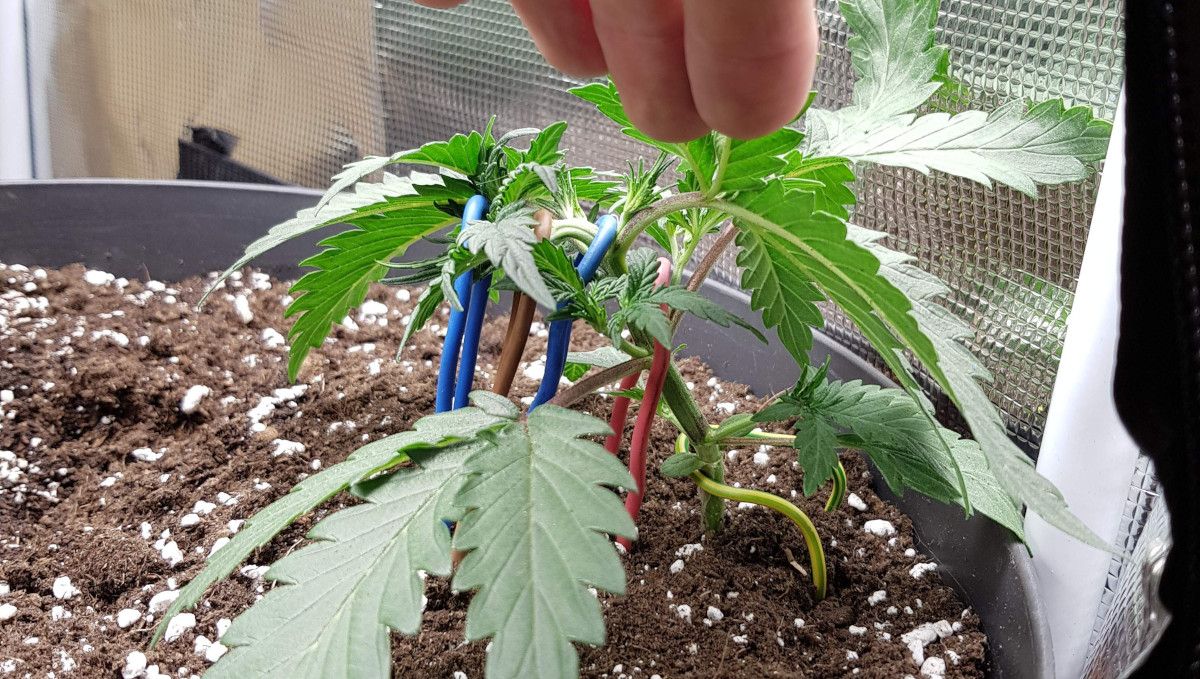 Bubba Kush Auto cannabis strain: early veg | week 3 Bubba Kush Auto cannabis strain: early veg | week 3