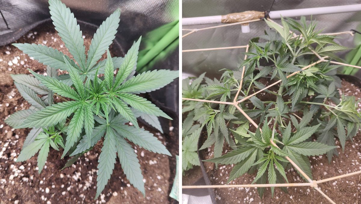 Tropicana Cookies FF cannabis strain: mid veg | weeks 3-6 | a short, squat plant trained under a ScrOG net Tropicana Cookies FF cannabis strain: mid veg | weeks 3-6 | a short, squat plant trained under a ScrOG net